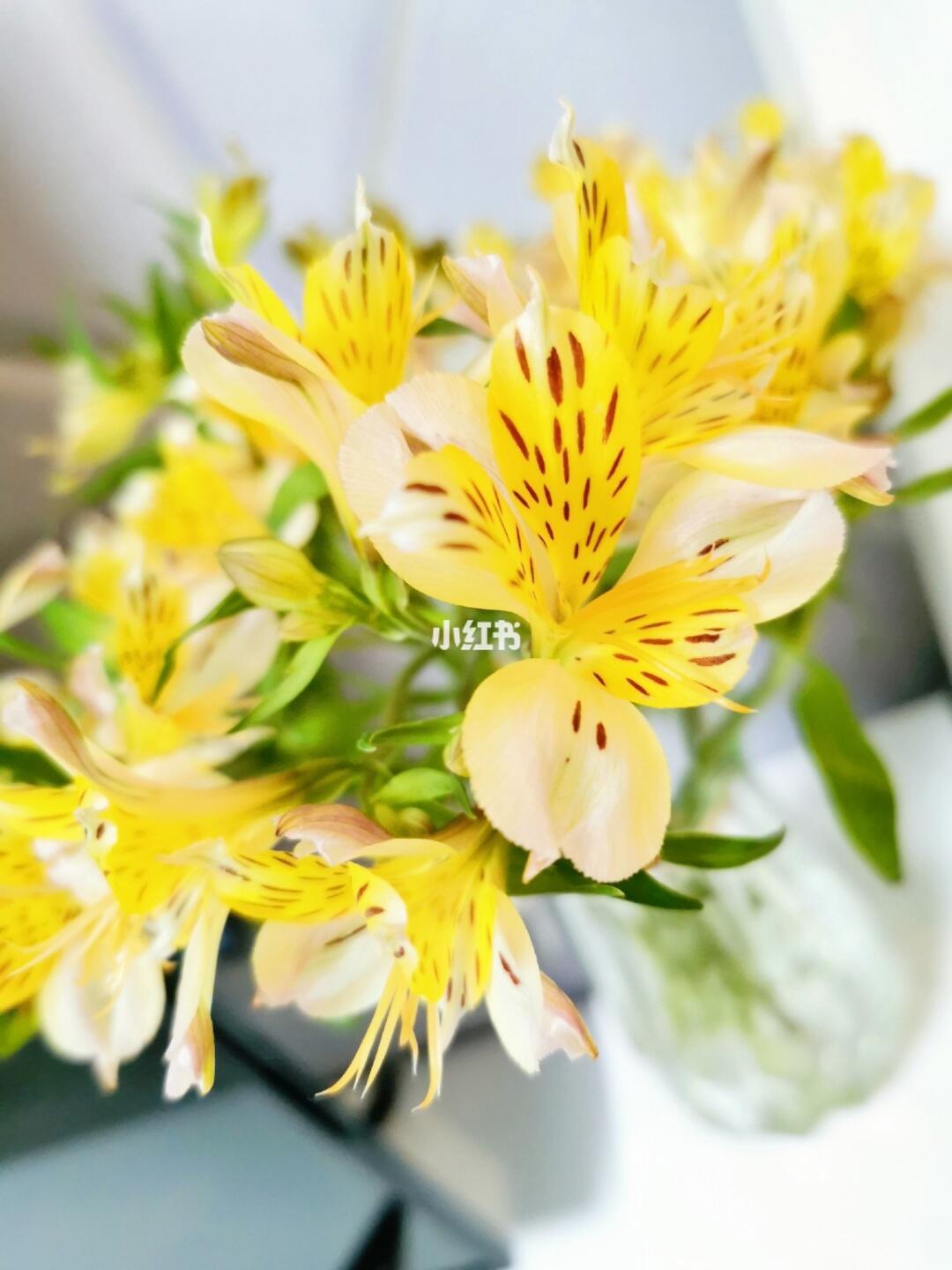 Narcissus Lily 5 stalks Multi-colour optional (Please note the colour when  ordering) – Fresh4ALL Singapore Leading Online Delivery Platform