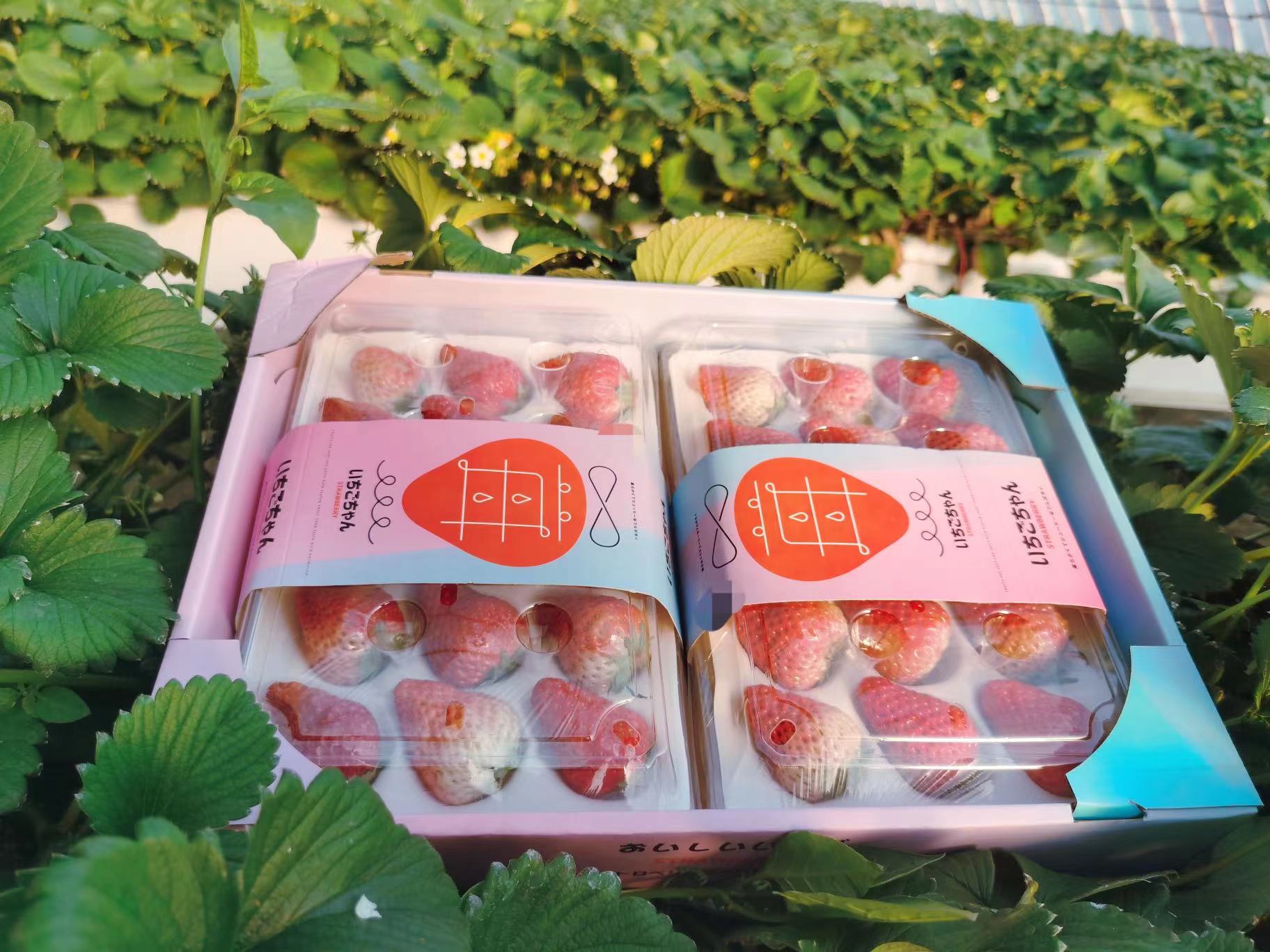 【情人节限定】丹东草莓 11-15粒